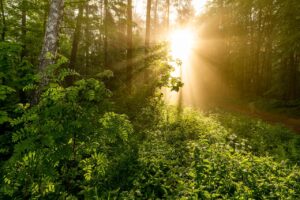 Sonne, Natur