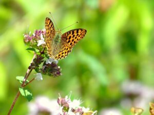 Schmetterling