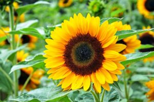 sunflower